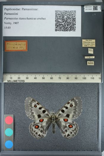 Media type: image;   Entomology 174922